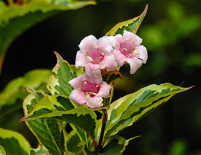 20221028 1949CPw [D~LIP] Glockenstrauch (Weigela florida 'Nana Verigata'), Bad Salzuflen