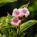 20221028 1949CPw [D~LIP] Glockenstrauch (Weigela florida 'Nana Verigata'), Bad Salzuflen