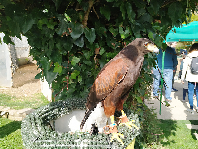 Águila.