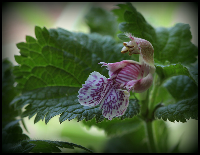 Lamium orvala