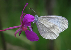 wood white in a willowherb flower