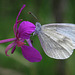 wood white in a willowherb flower