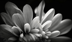 Experiment - Flower