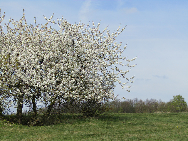 voller Blüten