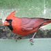 Northern Cardinal