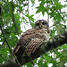 Barred owl - attentive