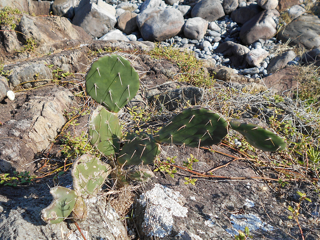 DSCN9174 - palma ou urumbeba Opuntia monacantha, Cactaceae