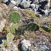 DSCN9174 - palma ou urumbeba Opuntia monacantha, Cactaceae