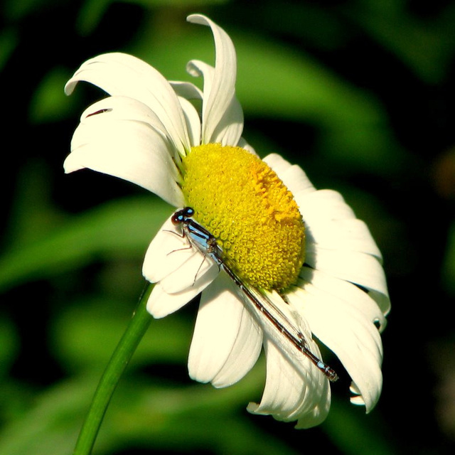 Bluet & Daisy