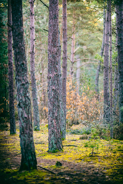 forêt de Fontanebleau