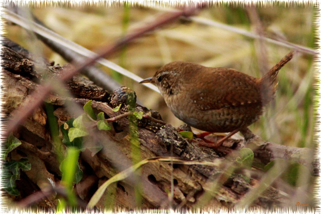 Troglodyte mignon