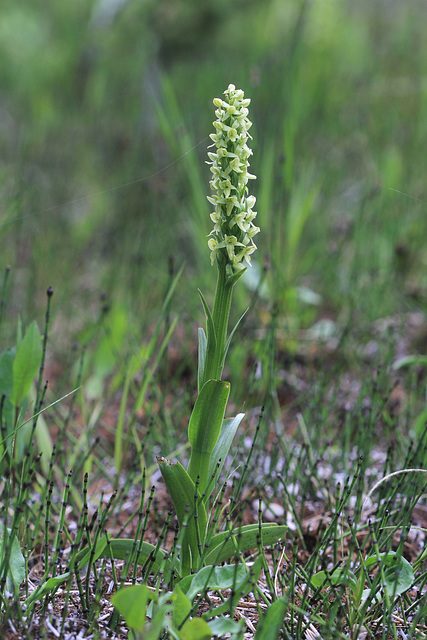 Platanthera huronensis