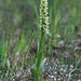 Platanthera huronensis