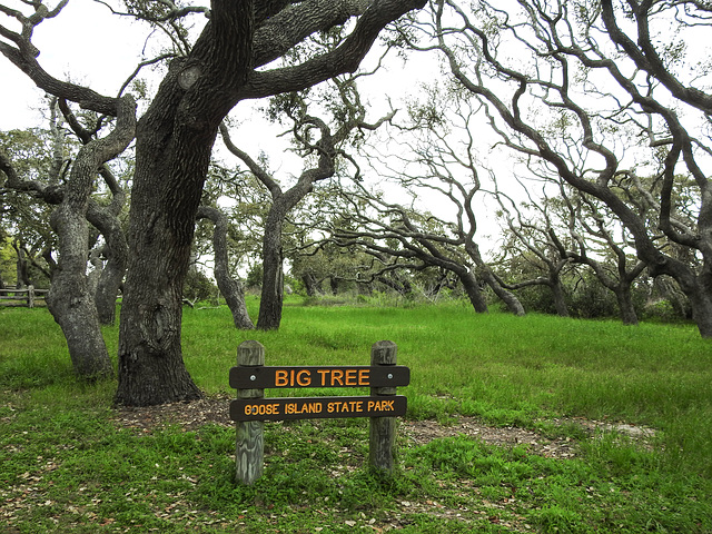 Day 2, oak trees at The Big Tree