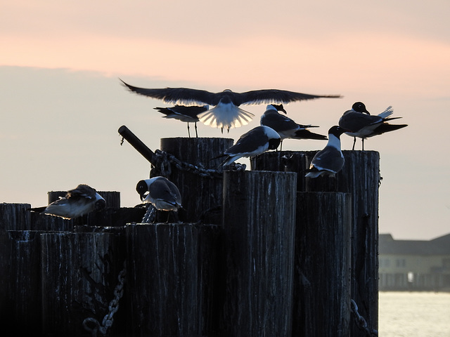 Day 4, Gulls at ferry for Port Aransas