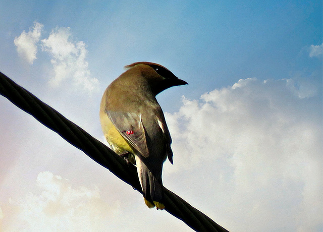 A Cedar waxwing sat on the power line for a second.