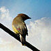 A Cedar waxwing sat on the power line for a second.