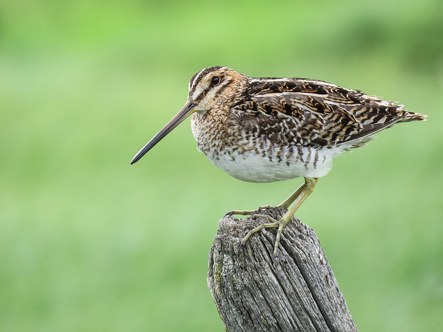 Wilson's Snipe
