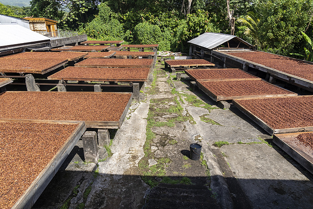 Grenada - Cocoa