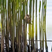 Reed warbler