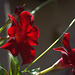 yet more reds