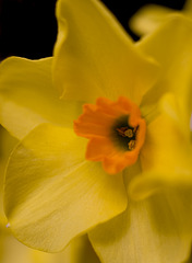 March 23 narcissus