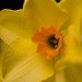 March 23 narcissus