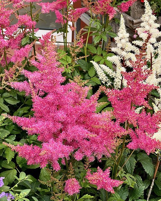 Rosa Mädesüß     (Filipendula Rubia)