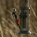 Great spotted woodpecker