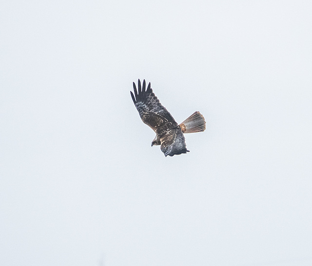 Marsh harrier