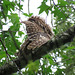 Barred owl - shy?