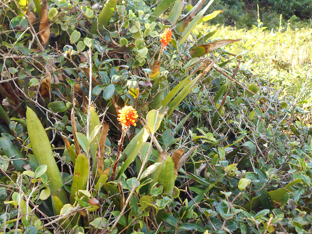 DSCN9175 - Aechmea comata [ex-lindenii], Bromeliaceae