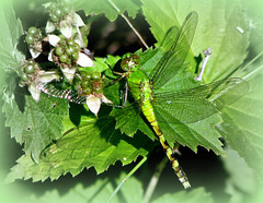 A Green Darner