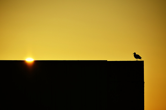 Sonne trifft Möwe