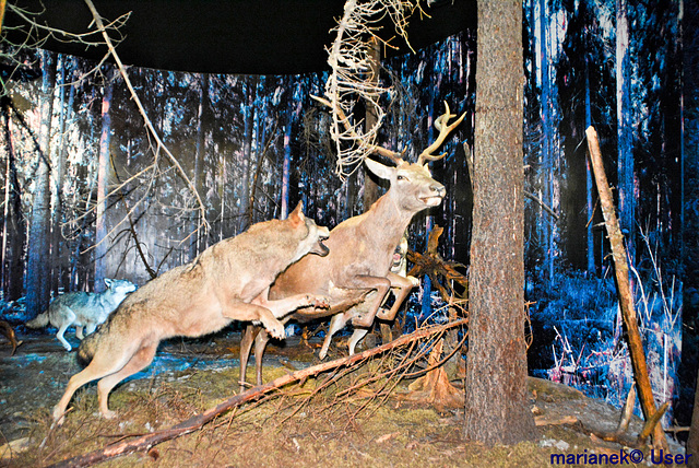 Natural-Forest Museum, Bialowieza National Park