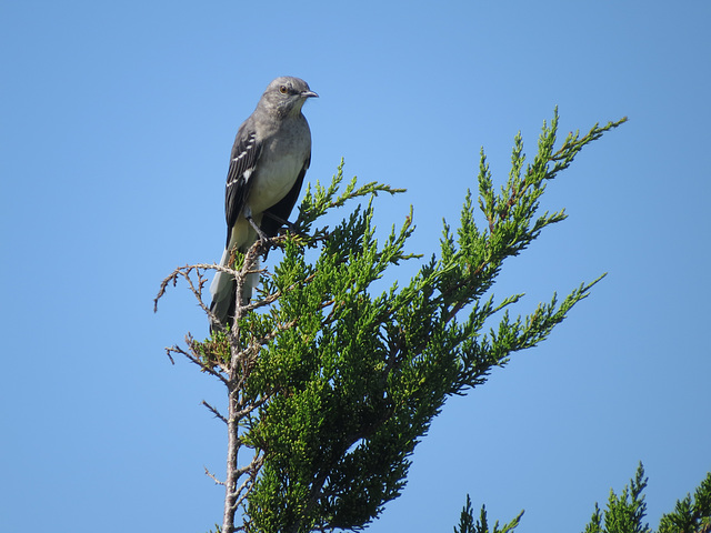 Northern mockingbird