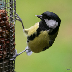 Coaltit