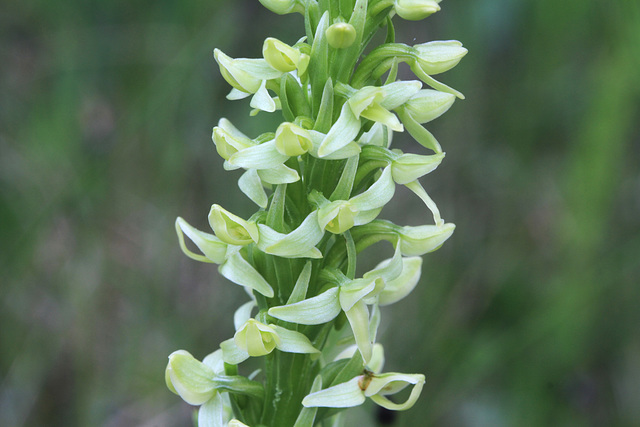 Platanthera huronensis