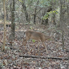 Whitetail deer