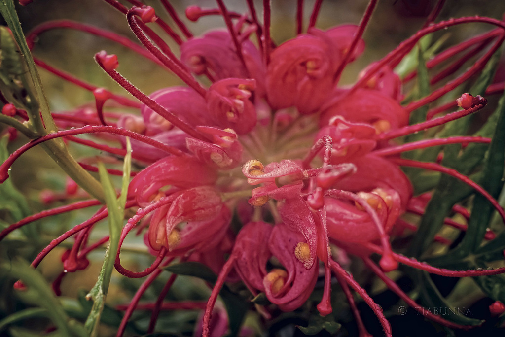 Grevillea