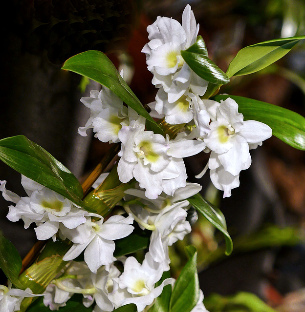 Storczyk Dendrobium