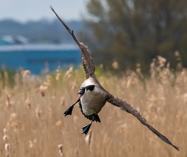 Canada goose