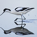 Recurvirostra avosetta, Alfaiate, Castro Marim
