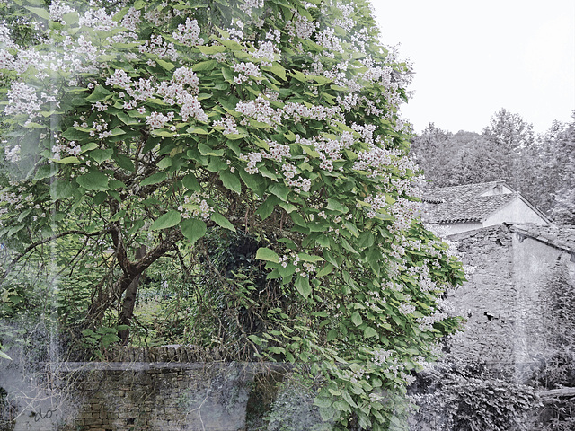 un petit coin tranquille, sous le catalpa en fleurs