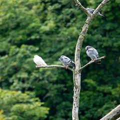 Dove, pigeons