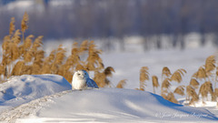 Harfang des neiges