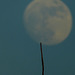 J'espérais décrocher la lune