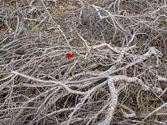 Rote Blüte im Gestrüppgewirr