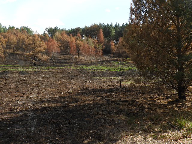 Battle field from 20/8