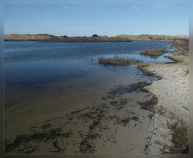 vogelmeer, schoorl